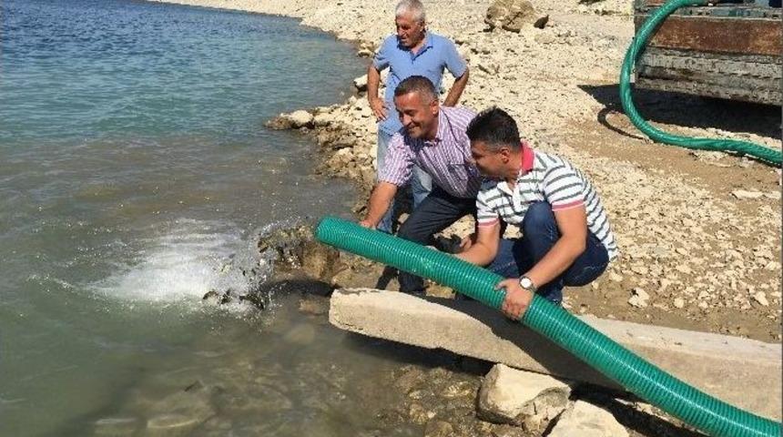 Batman Barajı&rsquo;na 260 Bin Sazan Yavrusu Bırakıldı