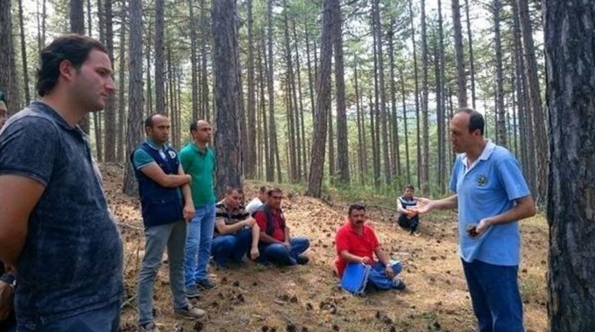 K&uuml;tahya&rsquo;da Ormanlar Gen&ccedil;leştiriliyor