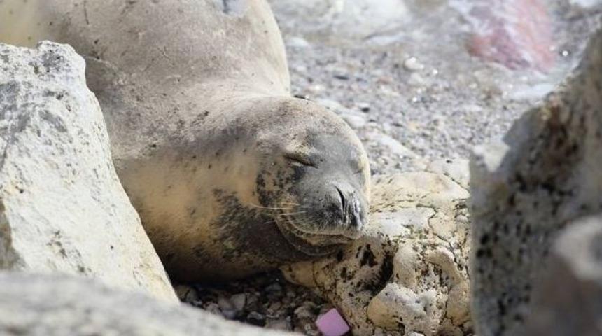 Akdeniz Foklarını Rahatsız Etmek Resmen Yasaklandı