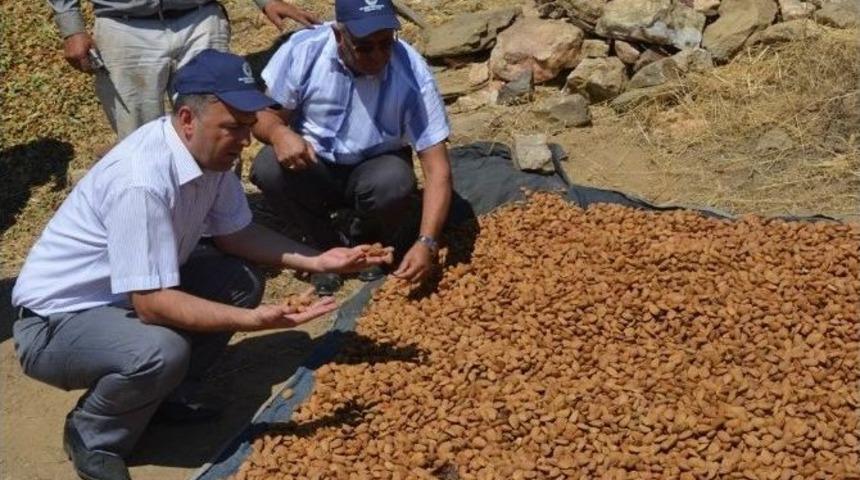 Badem Hasadı Başladı