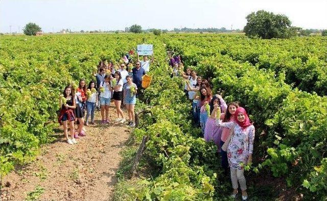 Siirt Ve Sinoplu Gençler Manisa’da Bağ Bozumu Yaptı