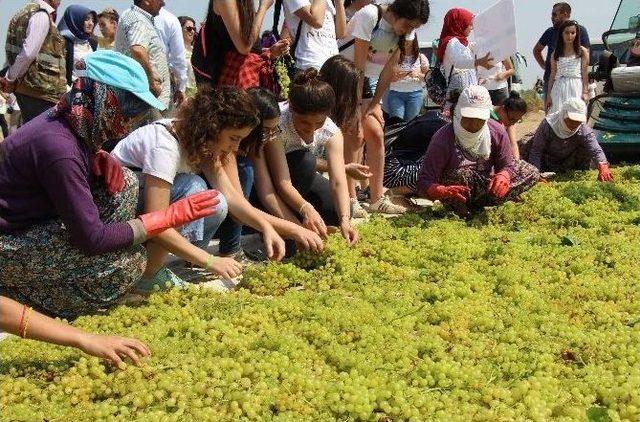 Siirt Ve Sinoplu Gençler Manisa’da Bağ Bozumu Yaptı