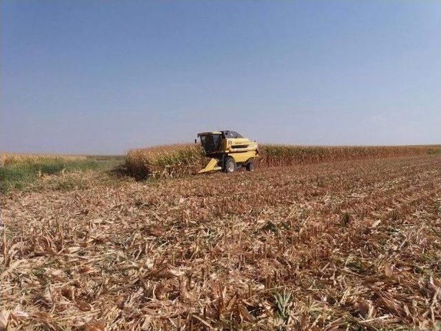 Şanlıurfa’da Mısır Hasadı Devam Ediyor