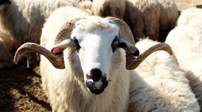 K&uuml;&ccedil;&uuml;kbaş Kurbanlık Tavsiyesi