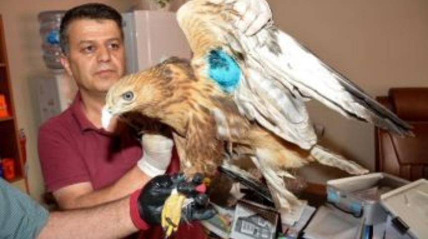 Hakkari&rsquo;de Yaralanan Kızıl Şahin Tedavi Edildi.