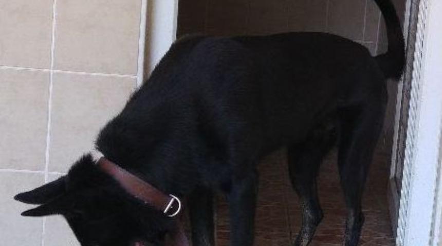 Bursa&rsquo;ya Yeni Dedekt&ouml;r K&ouml;pek