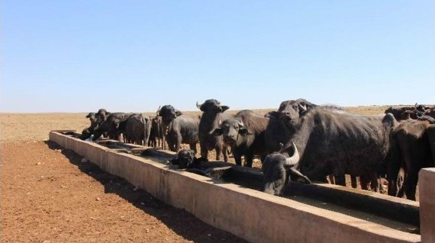 Sivas İl &Ouml;zel İdaresi&rsquo;nden Hayvancılığa Destek