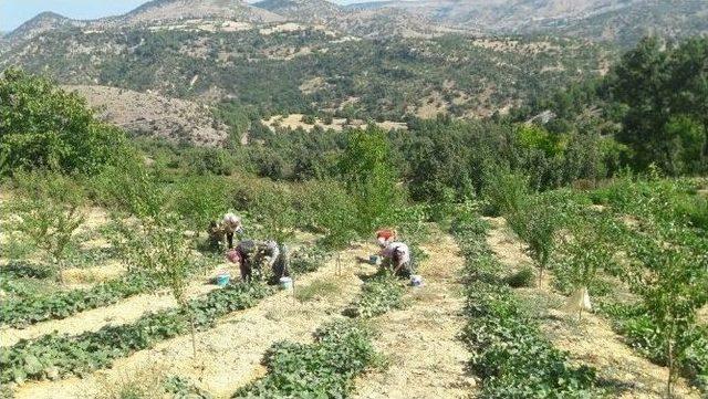 Selendi Tarımı Büyükşehir’le Canlanıyor