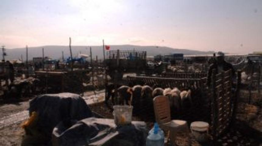 Kurbanlık Alırken Dikkat