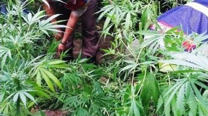 Jandarma&rsquo;dan G&ouml;ktepe&rsquo;de Kenevir Operasyonu