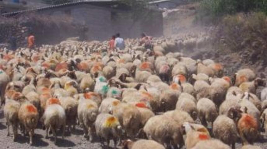 Kurbanlık Hayvan Se&ccedil;erken Dikkat Edilmesi Gerekenler