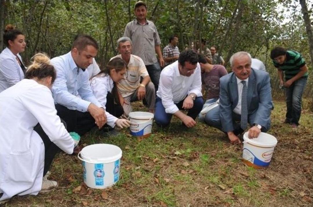 Başkan, Dekan Ve Stajyer Ziraat &Ouml;ğrencileri Fındık Topladı