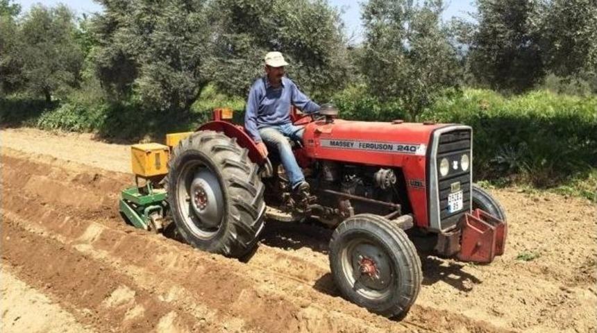 Silajlık Mısırda İkinci Ekim