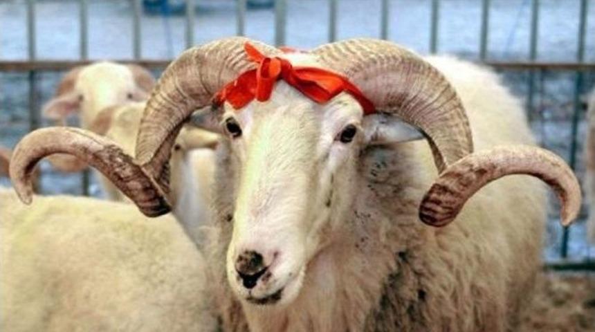 Veterinerler Odası: &ldquo;dişi Kurban Almayın&rdquo;