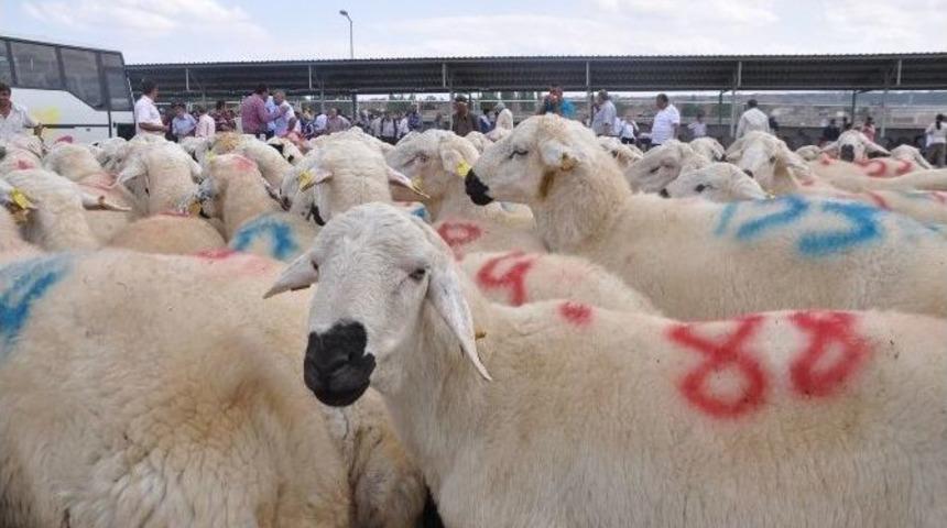 &Ccedil;orum&rsquo;da Yetiştiricilere 172 Adet Damızlık Ko&ccedil; Ve Teke Dağıtıldı