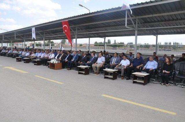 Çorum’da Yetiştiricilere 172 Adet Damızlık Koç Ve Teke Dağıtıldı