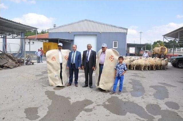 Çorum’da Yetiştiricilere 172 Adet Damızlık Koç Ve Teke Dağıtıldı