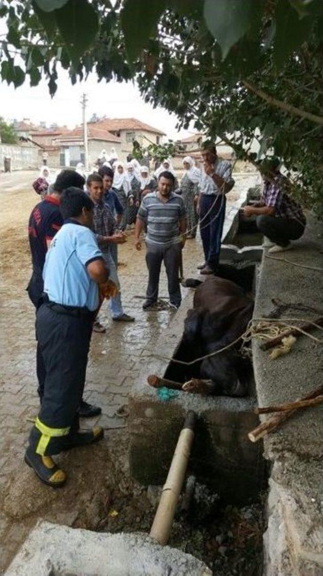 Su Yalağına Sıkışan İneği İtfaiye Ekipleri Kurtardı