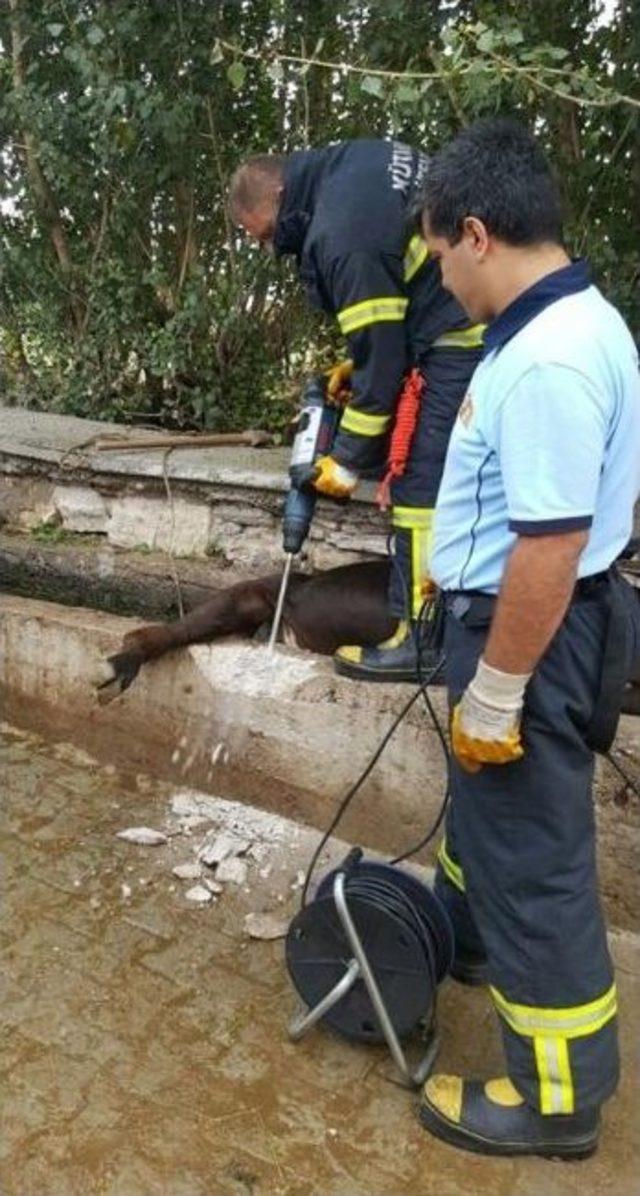 Su Yalağına Sıkışan İneği İtfaiye Ekipleri Kurtardı