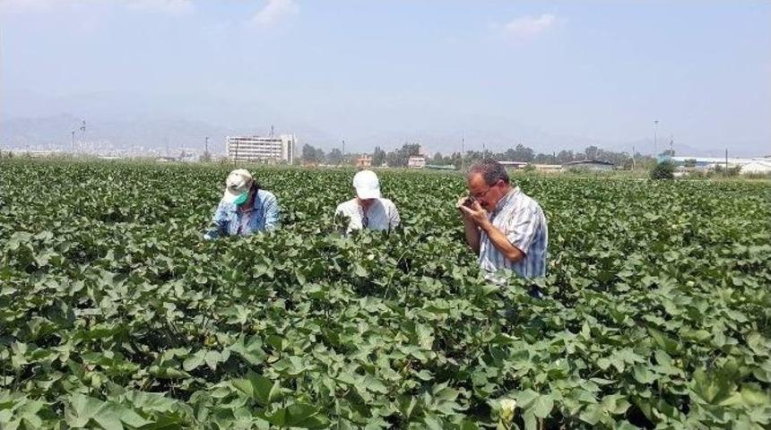 Aydın&rsquo;da 133 Bin 478 Dekar Alanda &lsquo;pamukta Entegre M&uuml;cadele Projesi&rsquo; Uygulanıyor