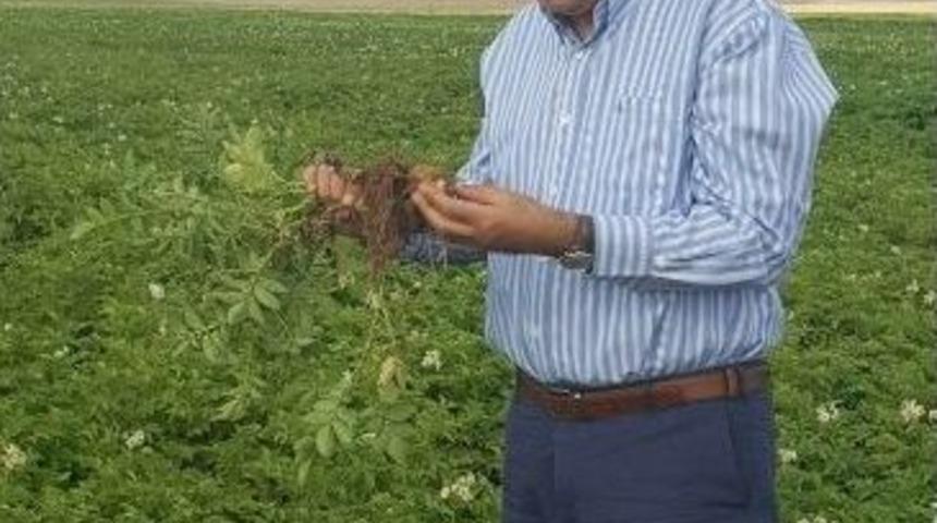 Konya Şeker, Yerli Patates Tohumu &Uuml;retti