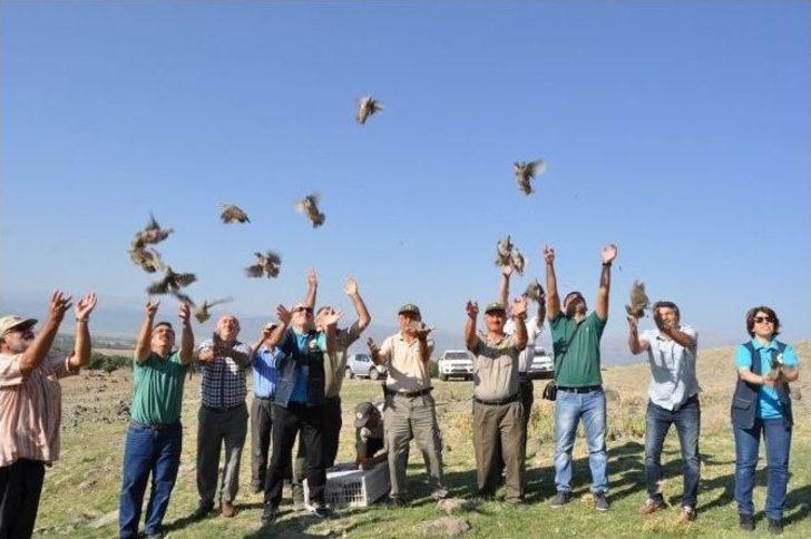Seydişehir’de 400 Adet Keklik Doğaya Bırakıldı