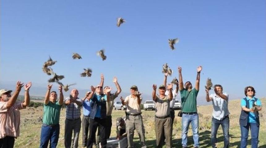 Seydişehir&rsquo;de 400 Adet Keklik Doğaya Bırakıldı