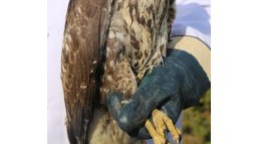 Elektrik Akımına Kapılan 30 Şahin Tedavi Edildi