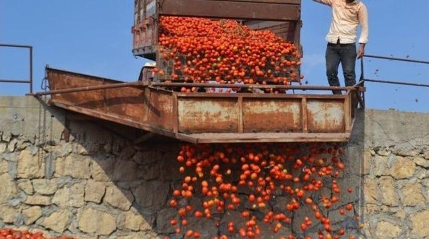 Bigadi&ccedil;&rsquo;de Sal&ccedil;alık Domates Hasadı Başladı