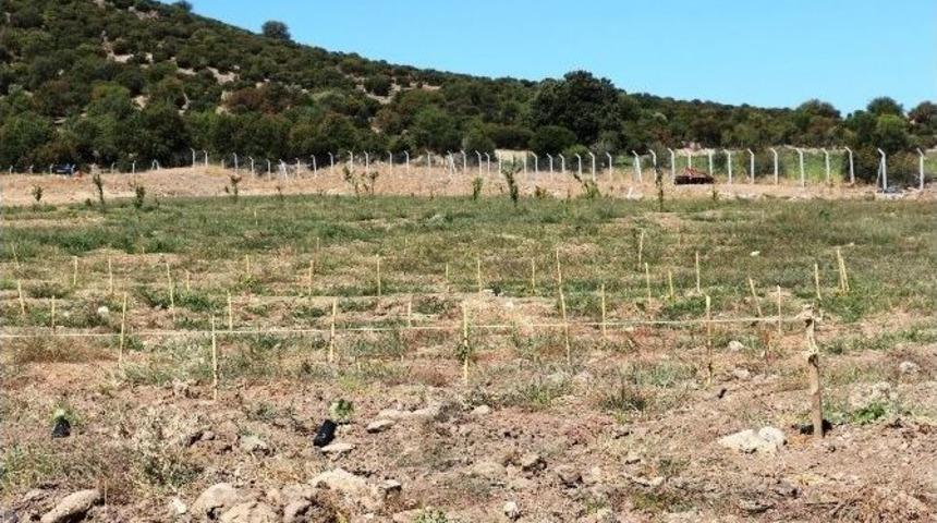 Yuntdağı&rsquo;nda Bağcılık Gelişiyor