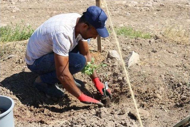 Yuntdağı’nda Bağcılık Gelişiyor