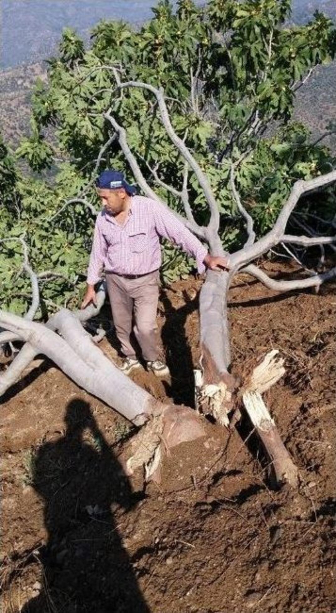 Aydın&rsquo;da Yağışla Birlikte Fırtına Felakete Neden Oldu