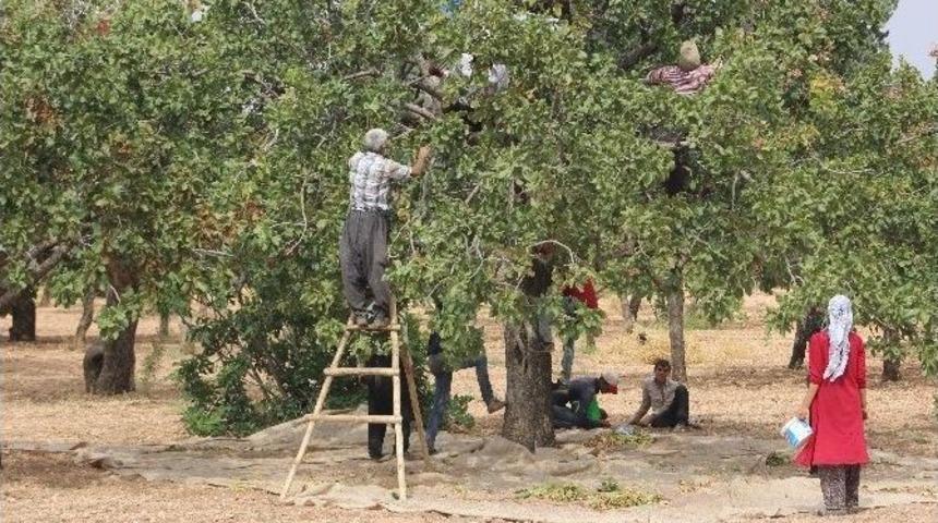 Kilis’te Antep Fıstığı Hasadı Sürüyor