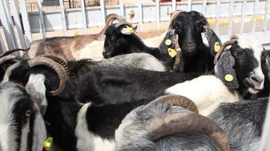 Gen&ccedil; &Ccedil;ift&ccedil;ilere Kıl Ke&ccedil;isi Dağıtıldı