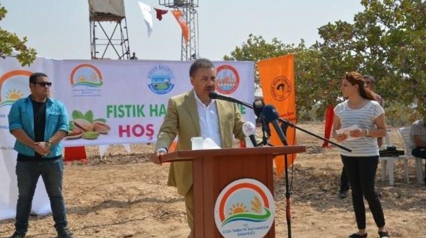 Fındığa Verilen Destekten Fıstık &Uuml;reticisi De İstiyor