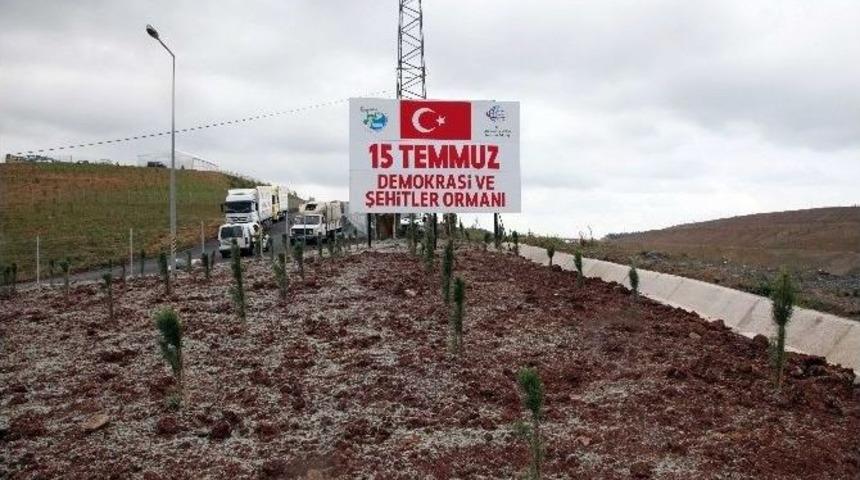 Darbe Şehitleri "15 Temmuz Demokrasi Ve Şehitler Ormanı" İle Yaşatılacak