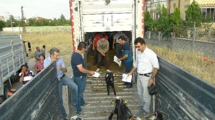 Gen&ccedil; &Ccedil;ift&ccedil;ilere Kıl Ke&ccedil;ileri Dağıtıldı