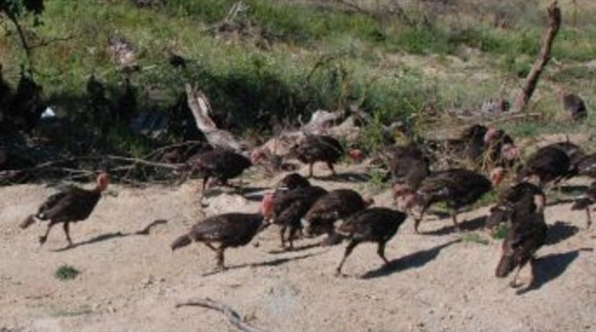 Hindi Yetiştiriciliği Projesi Devam Ediyor