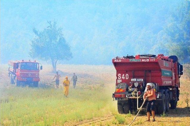 Orman Yangınlarında İnsan Eli