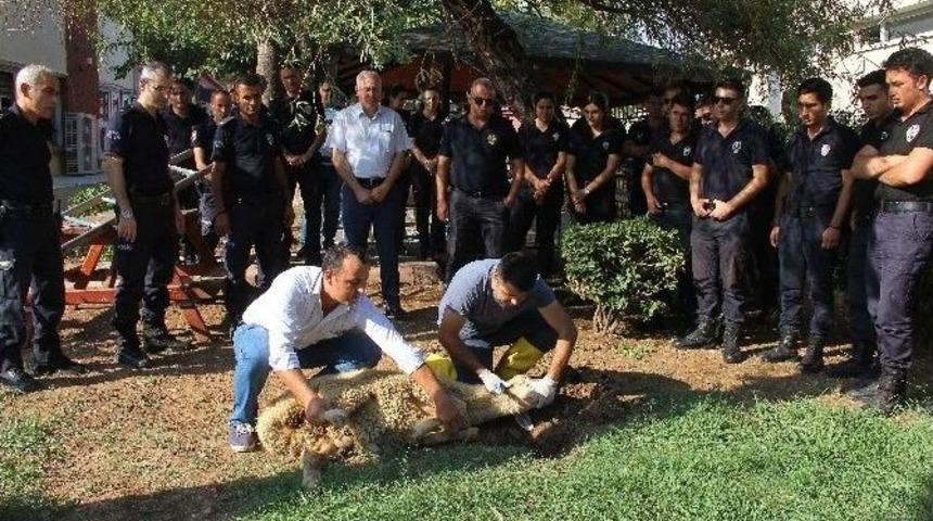 G&uuml;venlik G&uuml;&ccedil;leri İ&ccedil;in Kurban Kesildi