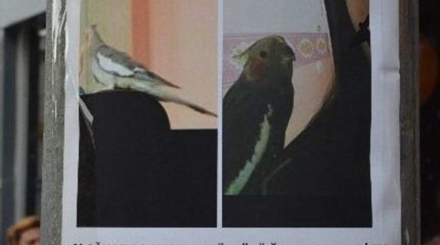 Kayıp Papağanını Aramak İ&ccedil;in Seferber Oldu