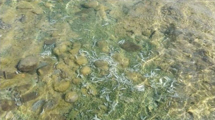 G&ouml;lde Yavru Balık &Ouml;l&uuml;mleri