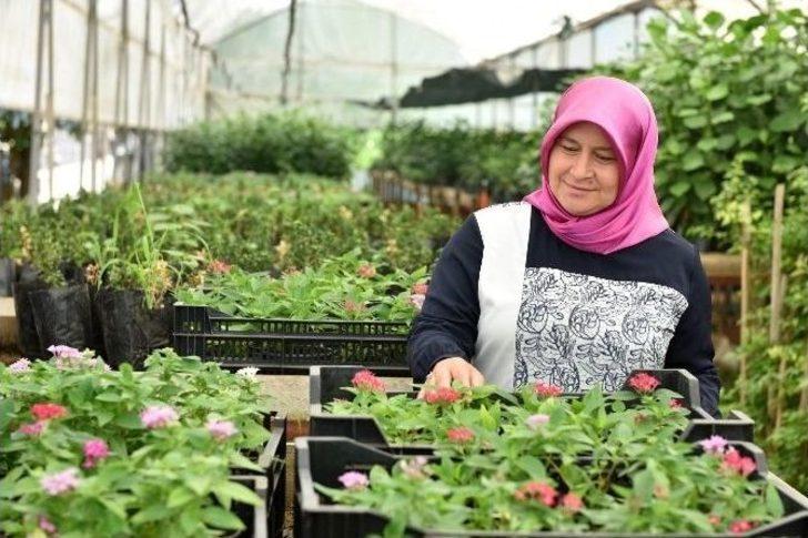 Kepez Belediyesi Kendi Bitkisini Kendisi Üretiyor