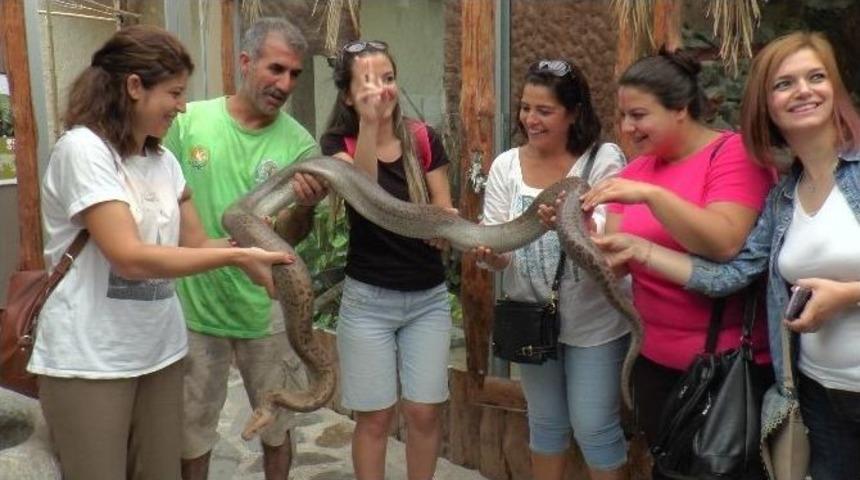 Belgesellerde G&ouml;rd&uuml;kleri Pitonu Boyunlarına Aldılar