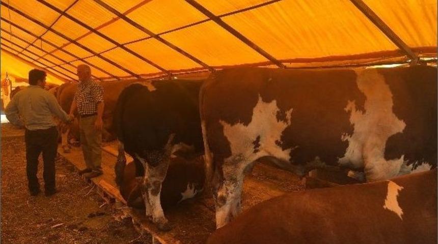 Kurban Satıcıları Bayramdan &Uuml;mitli