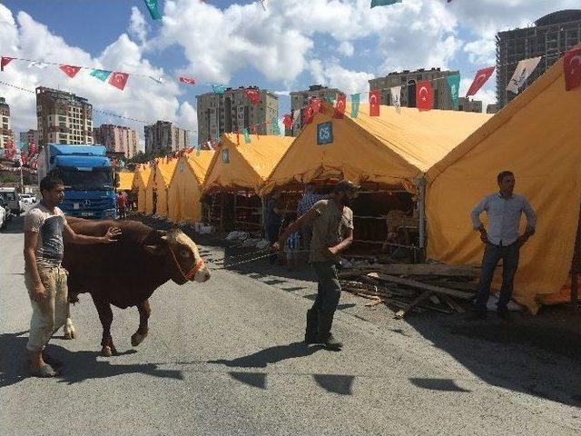 Kurban Satıcıları Bayramdan Ümitli