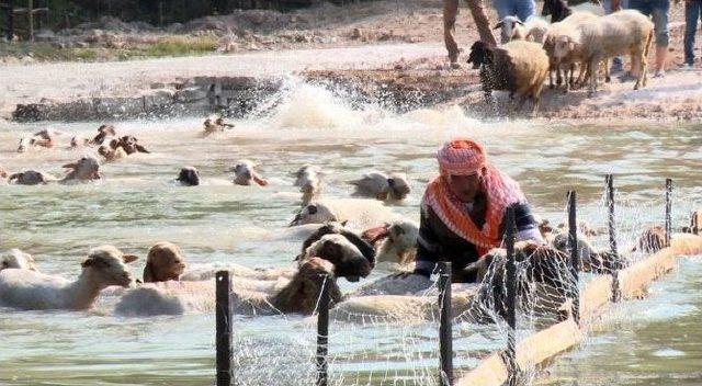 ‘ispanya Boğa Güreşlerine’ Rakip 8 Asırlık Yarışma