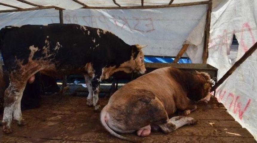 Zonguldak&rsquo;ta Kurbanlıklar Pazara İndi