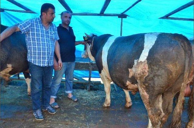 Zonguldak’ta Kurbanlıklar Pazara İndi