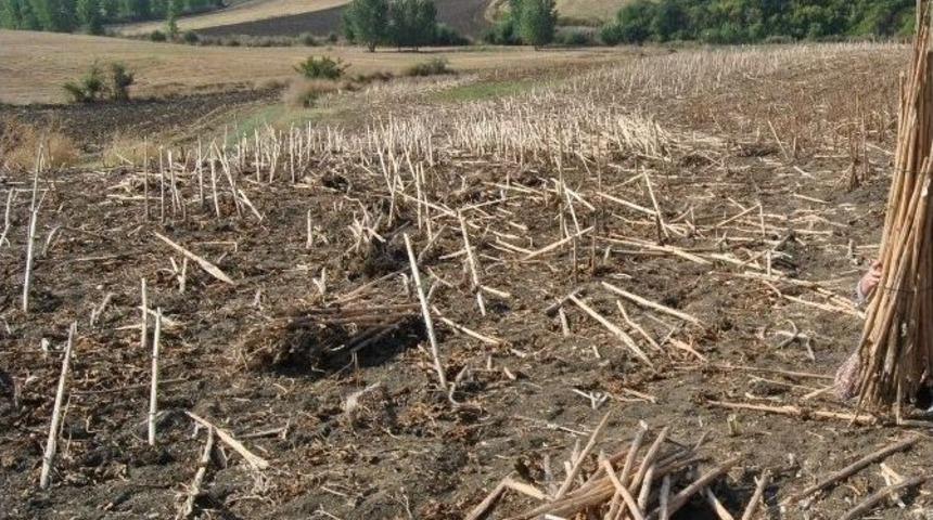 Ay&ccedil;i&ccedil;eği Sapları Vatandaşın Kışlık Yakacak Umudu Oldu